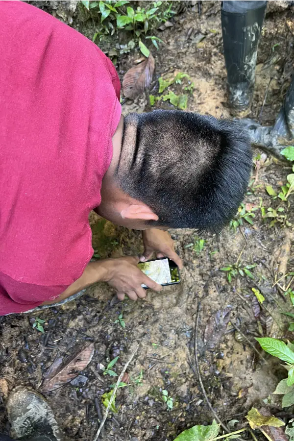 Jhostin Antún registra a grande pegada de onça-pintada na lama em uma trilha na Amazônia equatoriana, em novembro de 2025. Foto: Katie Surma/Amazônia Latitude.