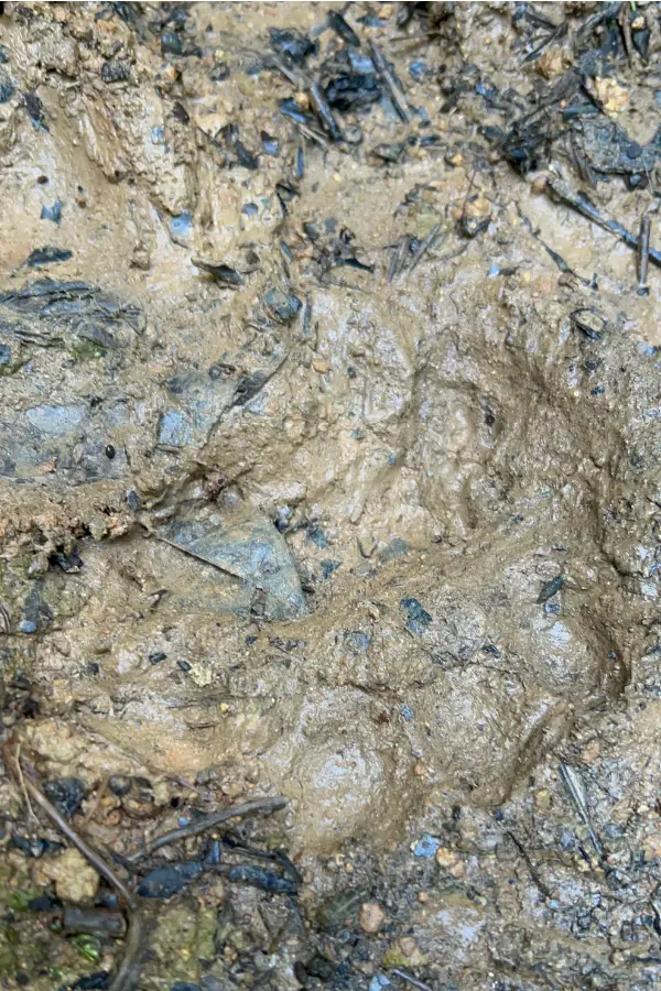 Jhostin Antún tira fotos de uma grande pegada de onça-pintada impressa na lama em uma trilha na Amazônia equatoriana, em 29 de novembro de 2025. Foto: Katie Surma/Amazônia Latitude.