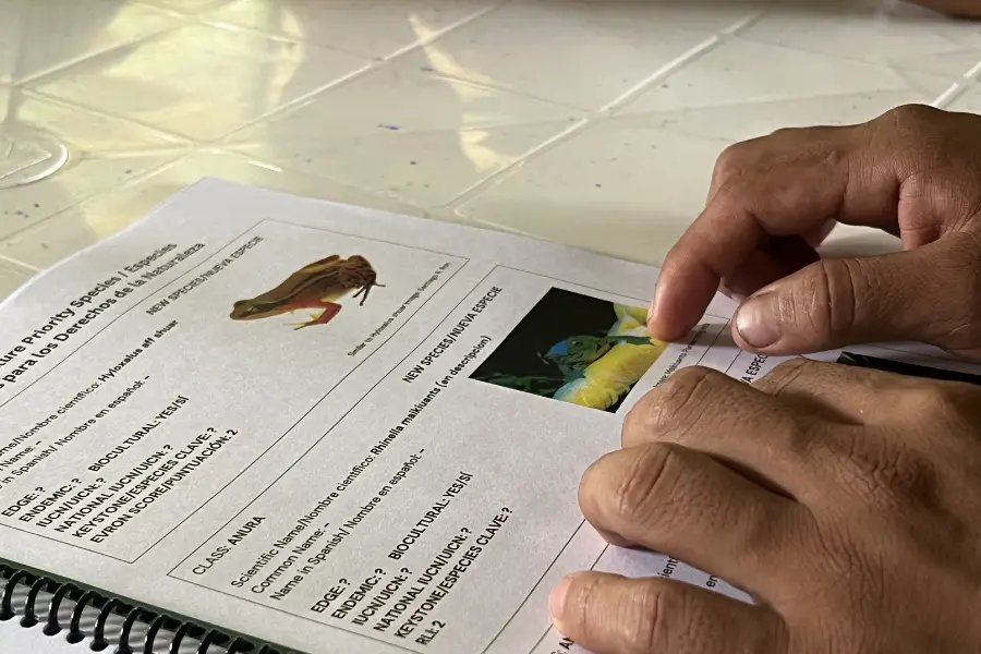 Um registro de espécies documentadas no território de Maikiuants inclui uma espécie de rã nova para a ciência, que deve ser batizada como rã-de-maikiuants. Foto Katie Surma/Amazônia Latitude.