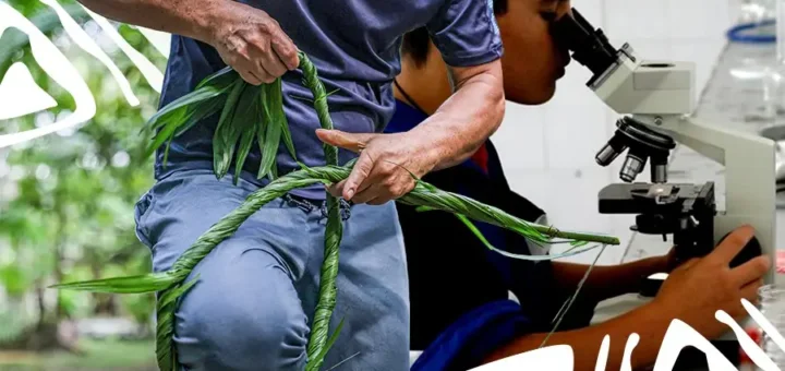 A disputa da bioeconomia na Amazônia exige governança e protagonismo para quem maneja a floresta viva na prática diária. Arte: Loan Bastos/Amazônia Latitude.