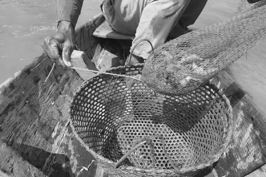 A fartura depositada no cesto. O esvaziamento da rede sobre o paneiro de palha condensa a memória corporificada e os saberes práticos da pesca artesanal paraense. Foto: Miguel Picanço/Amazônia Latitude.