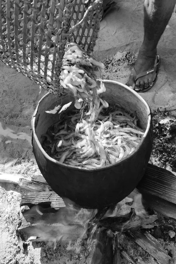 Do paneiro direto para a lata de metal. O camarão cru é despejado sobre o fogo, conectando o processo da captura no rio ao momento da transformação culinária. Foto: Miguel Picanço/Amazônia Latitude.