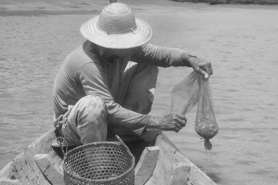 Nós provisórios na paisagem líquida. As estacas fincadas no leito do rio dão forma às armadilhas que capturam o camarão quando a maré cresce e a água turva. Foto: Miguel Picanço/Amazônia Latitude.
