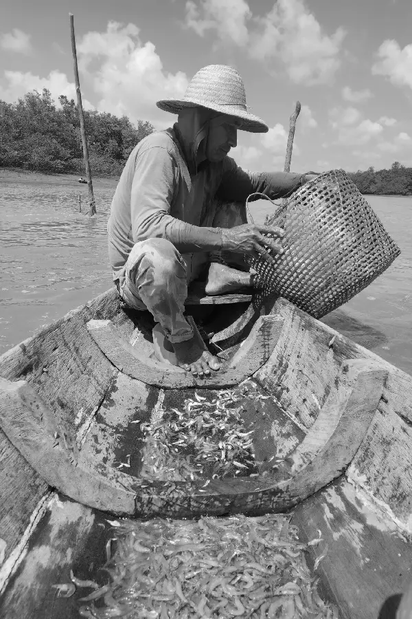O escoar das águas e a retenção da vida. O camarão acumulado na extremidade da malha aparece sob a lente etnofotográfica como um acontecimento em curso no devir do rio. Foto: Miguel Picanço/Amazônia Latitude.