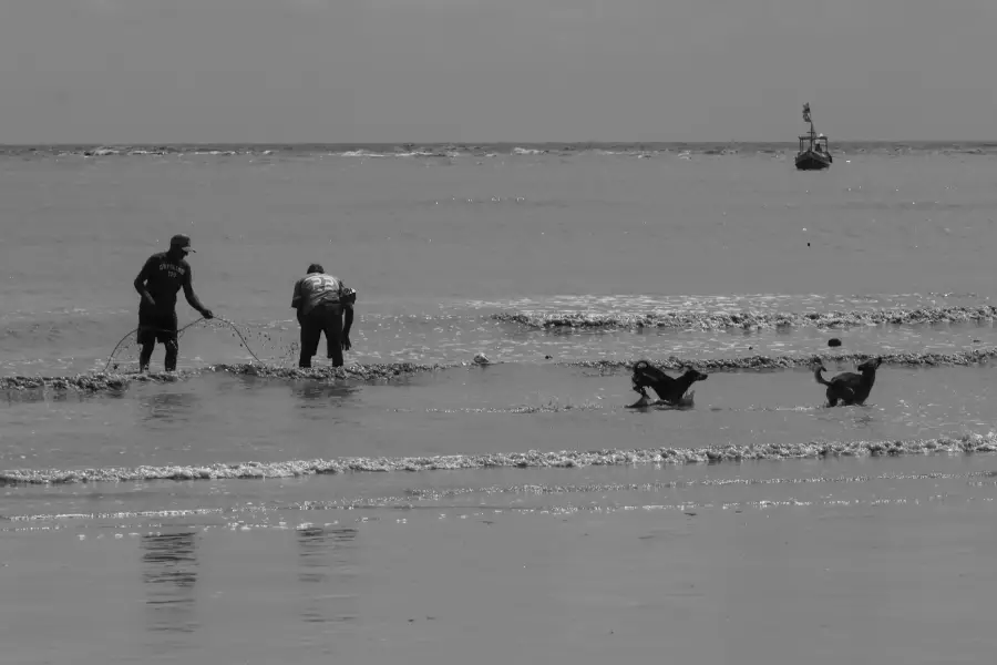 Sob o reflexo do sol na água, pescadores trabalham na maré acompanhados pelo movimento livre dos cães na praia. Foto: Oswaldo Forte/Amazônia Latitude.