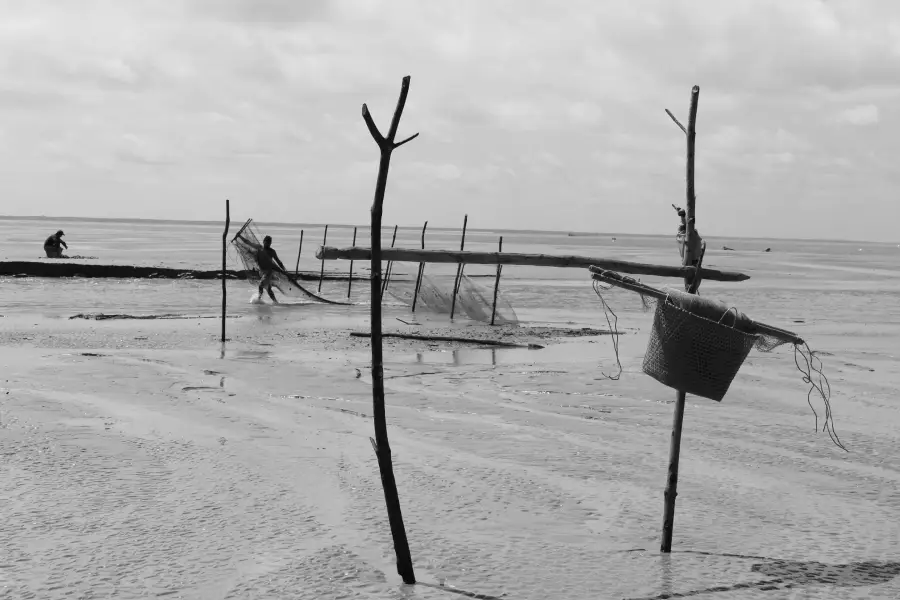Um emaranhado de linhas em crescimento. Na maré baixa, a lama exposta revela a arquitetura das muruadas fixas e o paneiro tradicional aguardando o retorno do fluxo da água. Foto: Miguel Picanço/Amazônia Latitude.
