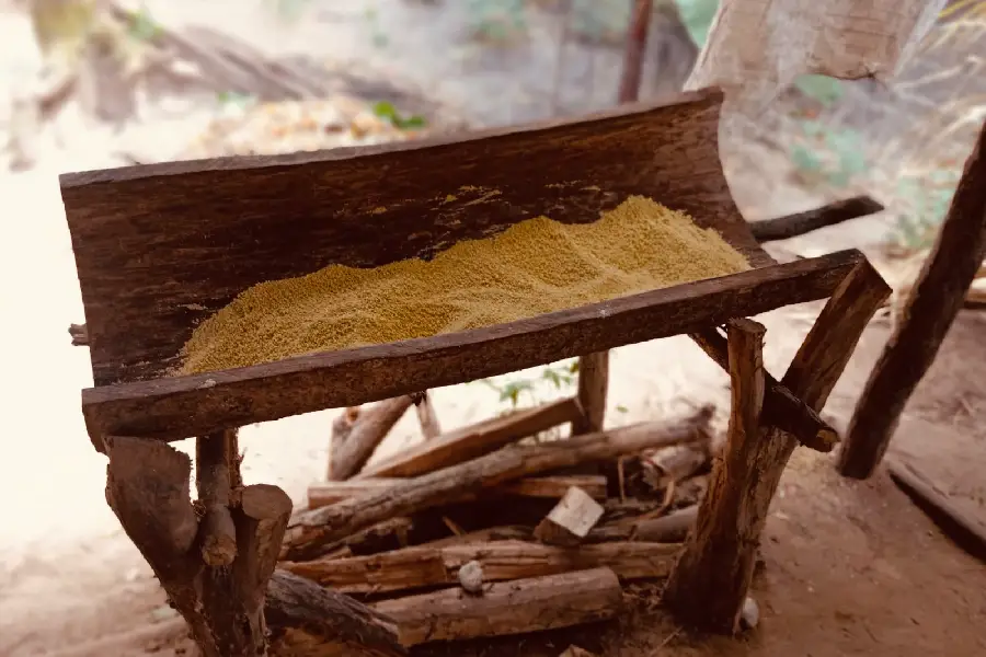 Farinha de mandioca artesanal repousando em cocho/calha de madeira rústica sobre esteios nativos, com lenha empilhada abaixo. Foto: Miguel Picanço / Amazônia Latitude.