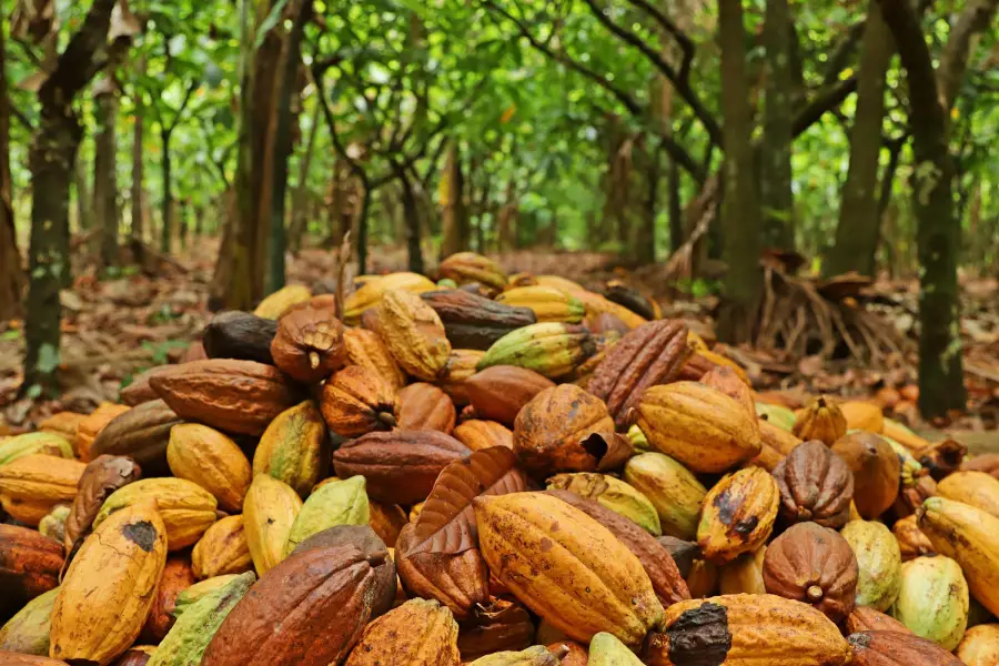 A riqueza da sociobiodiversidade amazônica: frutos da agricultura familiar que carregam saberes tradicionais e estratégias seculares de manejo. Foto: Ronaldo Rosa / Embrapa Amazônia Oriental.