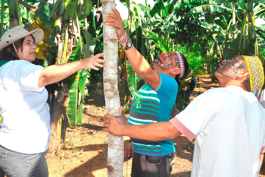 Ações de sistemas agroflorestais (SAF) com indígenas no Acre demonstram que a transição produtiva exige escuta e integração com as práticas tradicionais. Foto: Guadalupe Kristel Bueno Noriega / Embrapa Acre.
