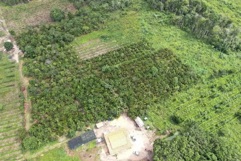 O mosaico dos territórios: Sistemas Agroflorestais (SAFs) no Sítio Aurélio, em Tomé-Açu (PA), ilustram como o manejo consorciado integra a produção agrícola à preservação da floresta. Foto: Ronaldo Rosa / Embrapa Amazônia Oriental.