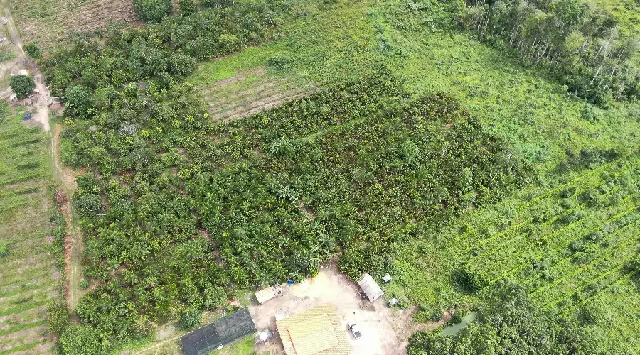 O mosaico dos territórios: Sistemas Agroflorestais (SAFs) no Sítio Aurélio, em Tomé-Açu (PA), ilustram como o manejo consorciado integra a produção agrícola à preservação da floresta. Foto: Ronaldo Rosa / Embrapa Amazônia Oriental.