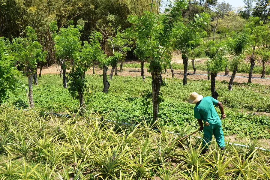 O trabalho na base da transição: cultivo orgânico de abacaxi em aleias em sistema agroflorestal na Fazendinha Agroecológica Km 47. Foto: Gustavo Porpino / Embrapa Agrobiologia.