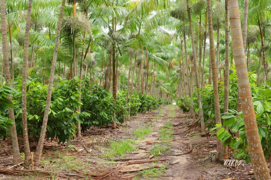 Sistemas agroflorestais, como o consórcio de açaí e cacau em Tomé-Açu (PA), exemplificam como a produção na Amazônia se faz a partir da biodiversidade e do ritmo dos territórios, distanciando-se de fórmulas prontas. Foto: Ronaldo Rosa / Embrapa Amazônia Oriental.