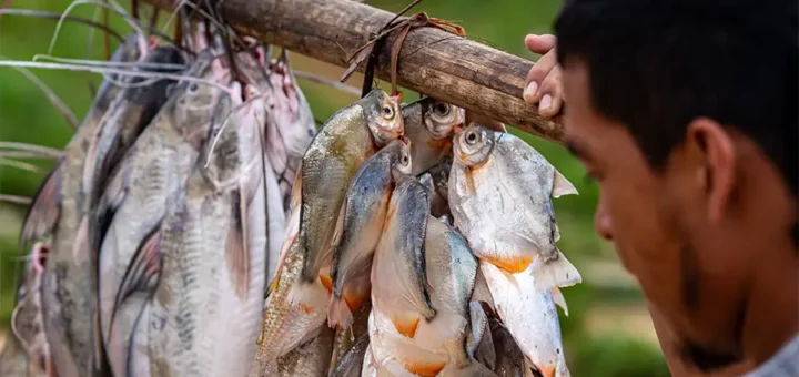 No Vale do Javari, pescadores relatam a diminuição dos peixes. o Às margens dos rios afetados pela seca e pela escassez, os peixes menores refletem uma realidade que nenhuma eleição nacional consegue explicar. Foto: Marcos Colón / Amazônia Latitude.