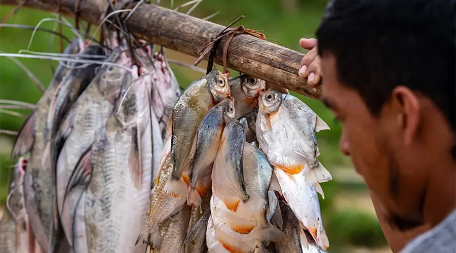 No Vale do Javari, pescadores relatam a diminuição dos peixes. o Às margens dos rios afetados pela seca e pela escassez, os peixes menores refletem uma realidade que nenhuma eleição nacional consegue explicar. Foto: Marcos Colón / Amazônia Latitude.