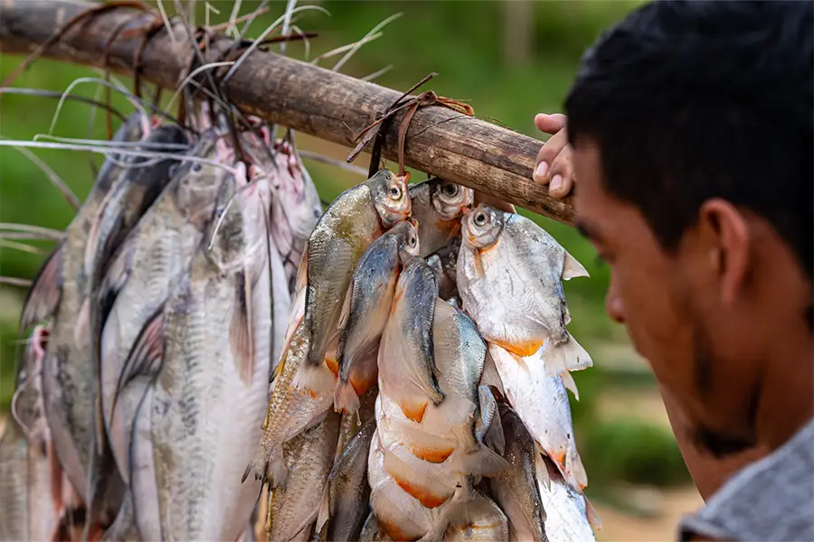 No Vale do Javari, pescadores relatam a diminuição dos peixes. o Às margens dos rios afetados pela seca e pela escassez, os peixes menores refletem uma realidade que nenhuma eleição nacional consegue explicar. Foto: Marcos Colón / Amazônia Latitude.